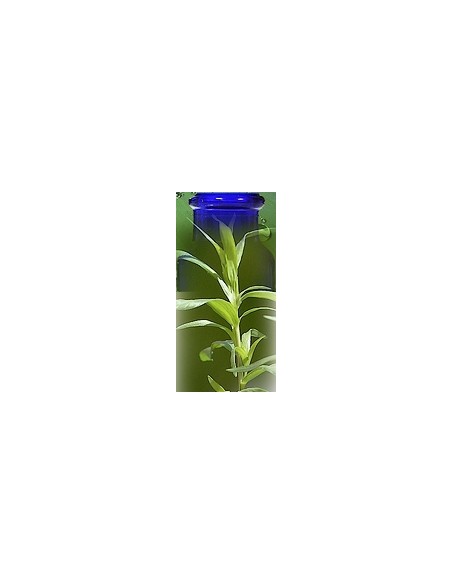 Estragon Bio