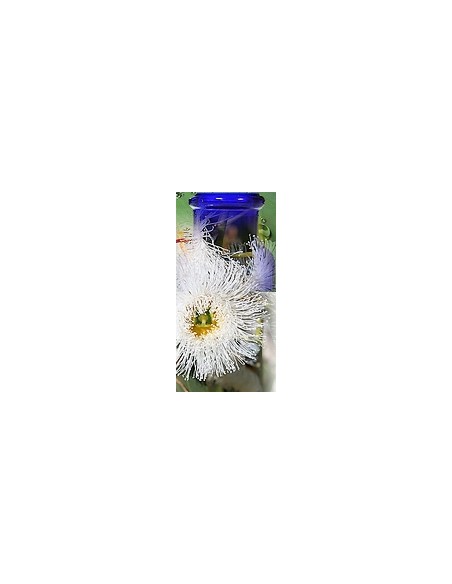Eucalyptus globulus BIO