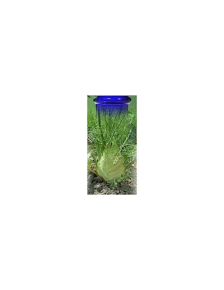 Fenouil plante Bio