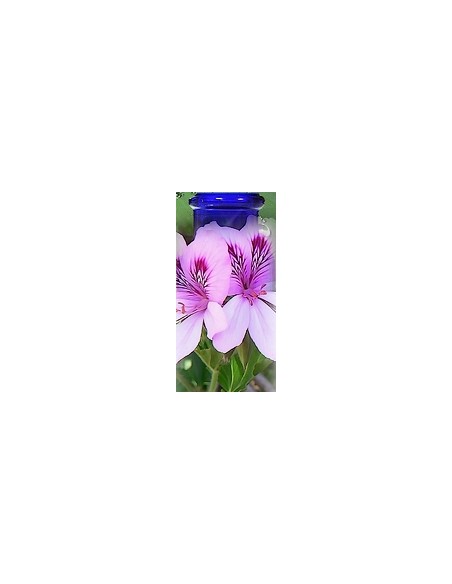 Géranium bourbon Bio