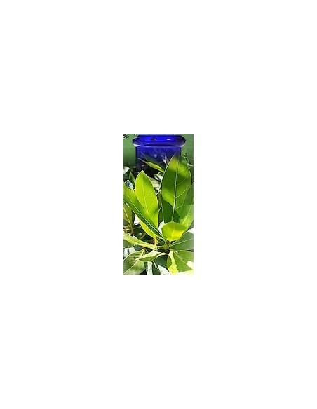 Laurier noble de Provence Bio