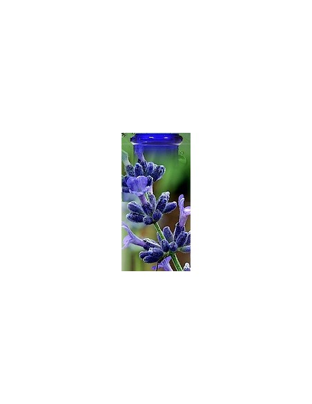 Lavande fine de Provence Bio