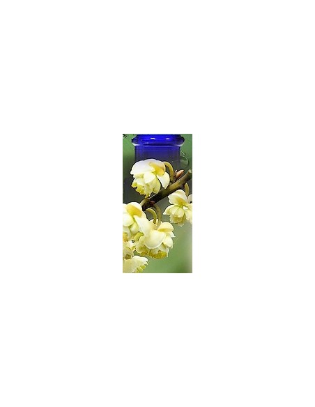 Listée citronnée Bio