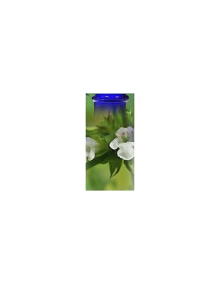 Mélisse de Provence Bio