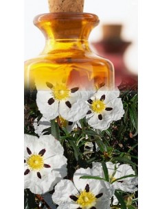 Ciste Ladanifère Bio