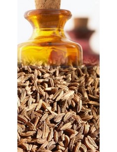 Carvi / Cumin des Prés