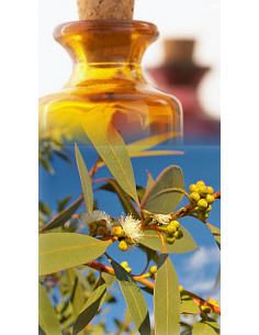 Eucalyptus mentholé Bio