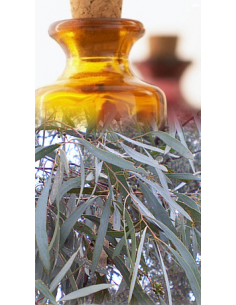 Eucalyptus à cryptone Bio