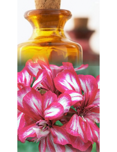 Géranium type Bourbon Bio