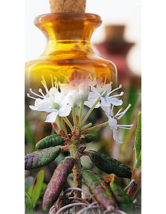 Lédon du Groenland / Thé du...