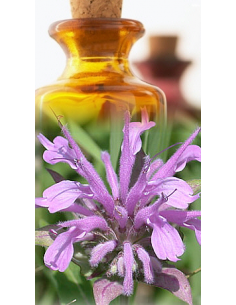 Monarde fistuleuse