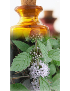 Menthe des champs Bio
