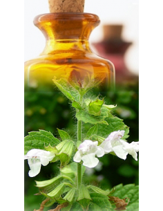 Mélisse officinale Bio