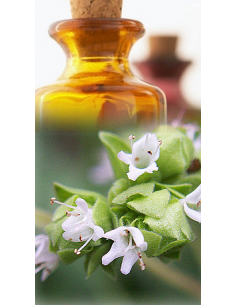 Marjolaine CT thujanol