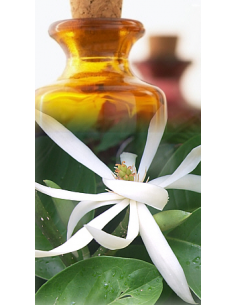 Magnolia