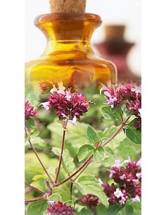 Origan Vulgaire Bio
