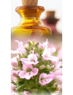Thym à Linalol Bio