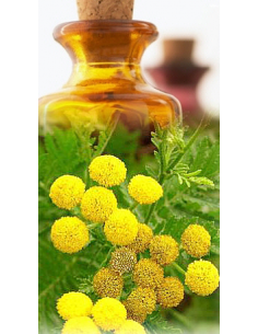 Tanaisie annuelle Bio