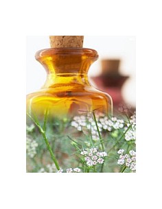 Thym Indien ( Ajowan )