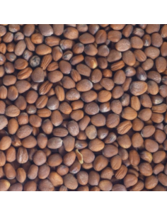 Graines de radis noirs