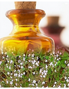 Thym saturéoïdes Bio