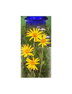 Arnica Bio