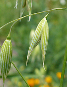 Avoine herbe