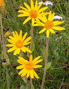 Arnica fleurs