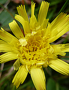 Epervière Piloselle