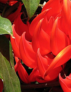 Griffe du Diable –...