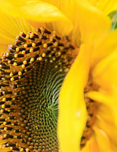 Graines de tournesol