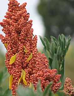 Graines de Quinoa