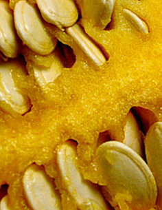 Graine de courge