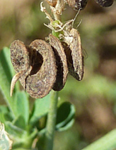 Graines d’alfalfa