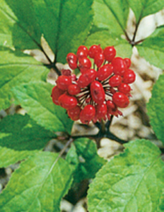 Ginseng