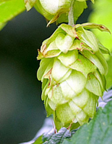 Houblon