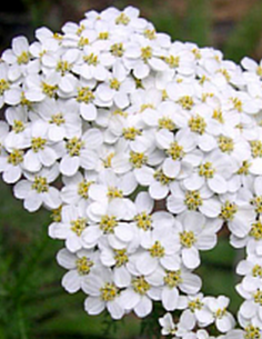 Millefeuille – Achillée