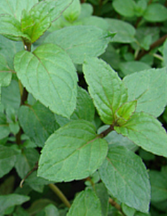Menthe poivrée