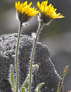 Piloselle - Epervière