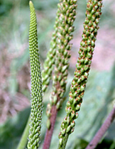 Plantain feuilles