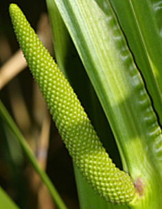 Roseau Odorant  Acore...