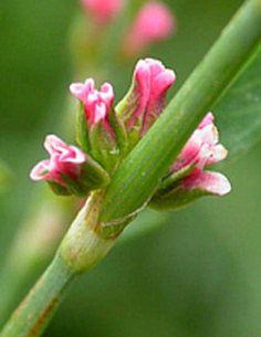 Renouée des oiseaux