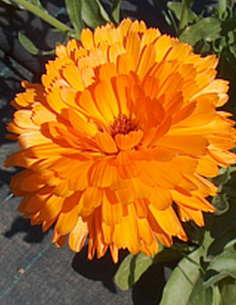 Souci fleur Calendula