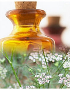 Thym Indien / Ajowan