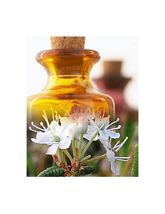 Thé du Labrador / Lédon du...