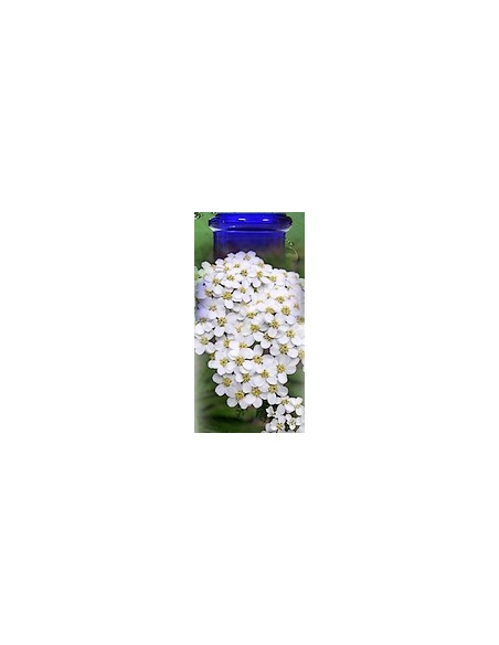 Achillée millefeuille BIO