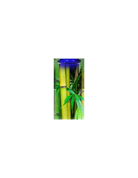 Bambou d'Anduze BIO