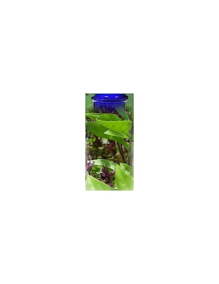 Basilic à Linalol  BIO