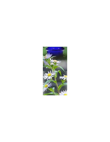 Camomille Romaine Bio