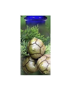 Cyprès de Provence Bio